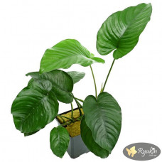 Анубіас Каладіфолія (Anubias Caladiifolia)
