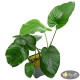 Анубіас Каладіфолія (Anubias Caladiifolia)