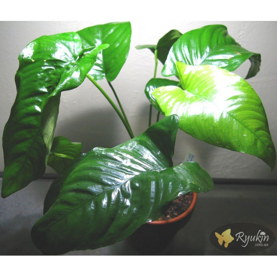 Анубіас Каладіфолія (Anubias Caladiifolia)