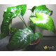 Анубіас Каладіфолія (Anubias Caladiifolia)