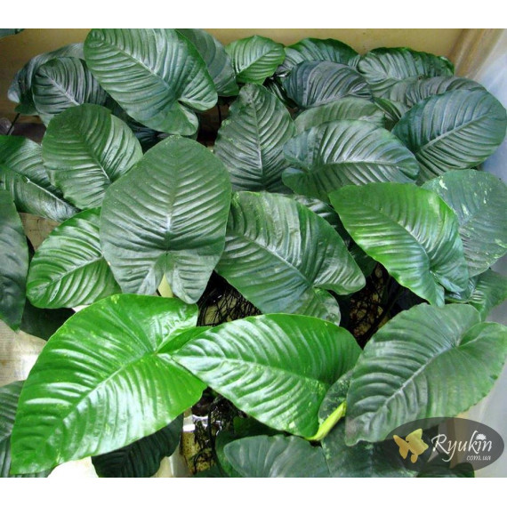 Анубіас Каладіфолія (Anubias Caladiifolia)