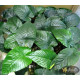 Анубіас Каладіфолія (Anubias Caladiifolia)