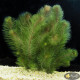 Перистолистник Красностебельный (Myriophyllum Heterophyllum)