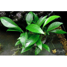 Анубіас Глабра (Anubias Glabra)