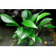 Анубіас Глабра (Anubias Glabra)