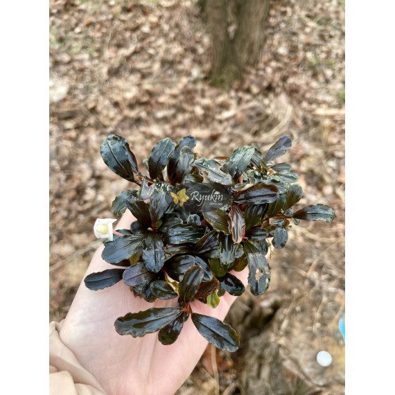 Bucephalandra sp. Hades