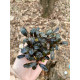 Bucephalandra sp. Hades
