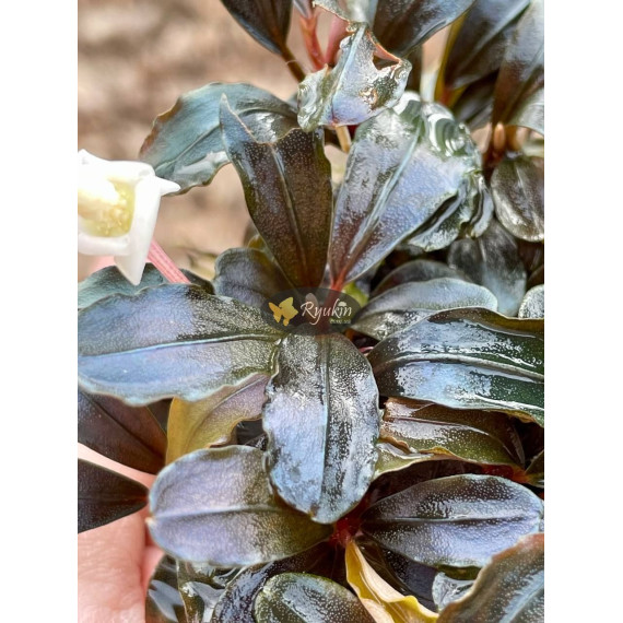 Bucephalandra sp. Hades
