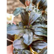 Bucephalandra sp. Hades