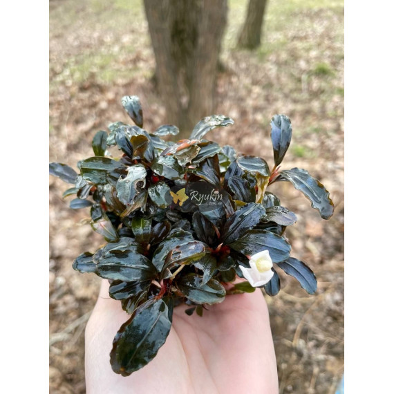 Bucephalandra sp. Hades