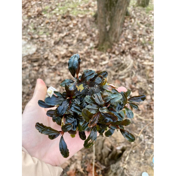 Bucephalandra sp. Hades