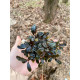 Bucephalandra sp. Hades