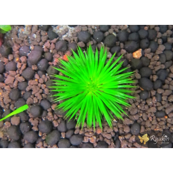Еріокаулон Ратонагіріуні (Eriocaulon sp. Ratonagiriuni)
