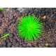 Еріокаулон Ратонагіріуні (Eriocaulon sp. Ratonagiriuni)