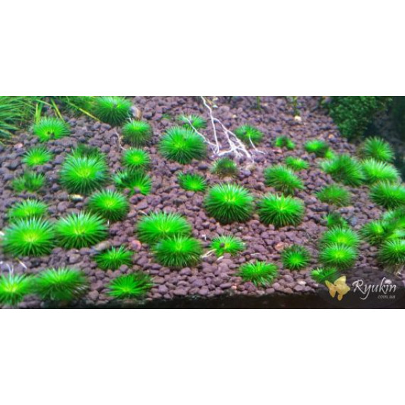 Еріокаулон Ратонагіріуні (Eriocaulon sp. Ratonagiriuni)