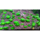 Еріокаулон Ратонагіріуні (Eriocaulon sp. Ratonagiriuni)
