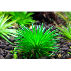 Еріокаулон Ратонагіріуні (Eriocaulon sp. Ratonagiriuni)