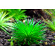 Еріокаулон Ратонагіріуні (Eriocaulon sp. Ratonagiriuni)