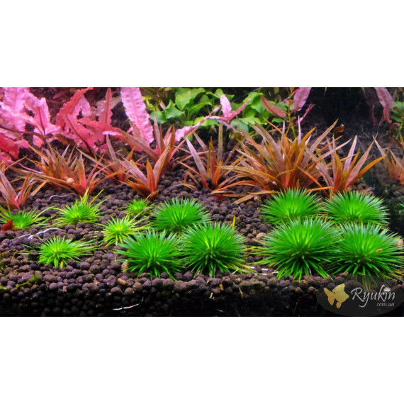 Еріокаулон Ратонагіріуні (Eriocaulon sp. Ratonagiriuni)