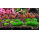 Еріокаулон Ратонагіріуні (Eriocaulon sp. Ratonagiriuni)
