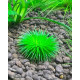 Еріокаулон Ратонагіріуні (Eriocaulon sp. Ratonagiriuni)
