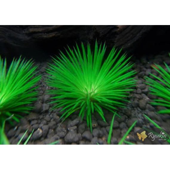 Еріокаулон Ратонагіріуні (Eriocaulon sp. Ratonagiriuni)