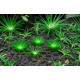Еріокаулон Ратонагіріуні (Eriocaulon sp. Ratonagiriuni)