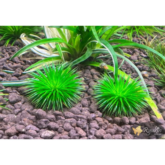 Еріокаулон Ратонагіріуні (Eriocaulon sp. Ratonagiriuni)