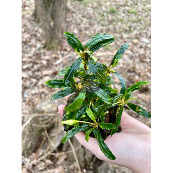 Bucephalandra sp. Tebakang