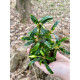 Bucephalandra sp. Tebakang