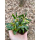 Bucephalandra sp. Tebakang