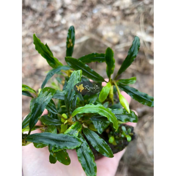 Bucephalandra sp. Tebakang