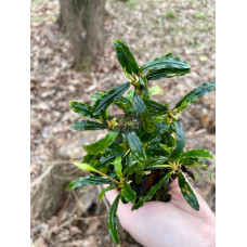 Bucephalandra sp. Tebakang