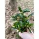 Bucephalandra sp. Tebakang