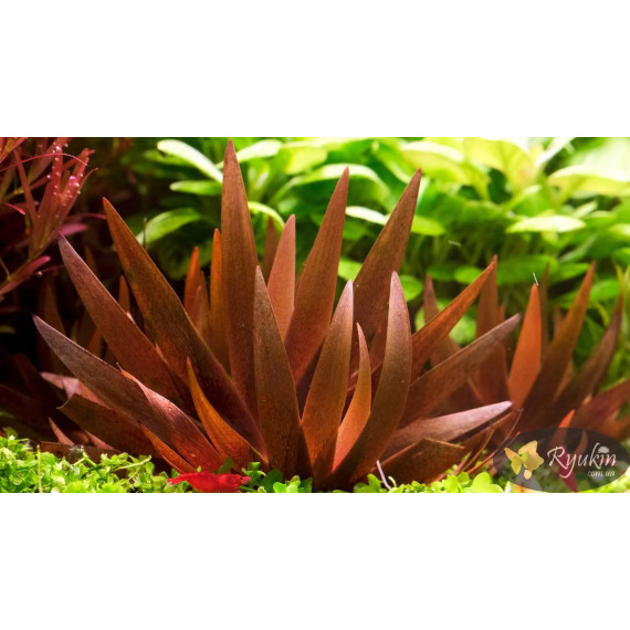 Xyris sp. Red