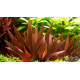 Xyris sp. Red