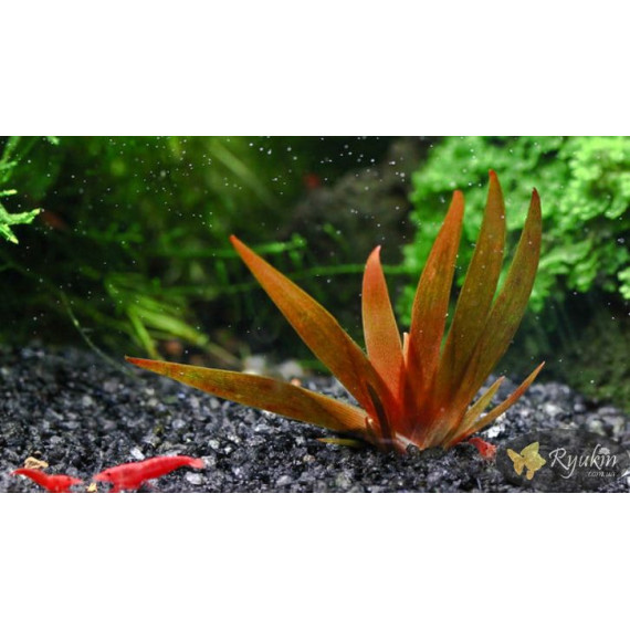 Xyris sp. Red