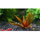 Xyris sp. Red
