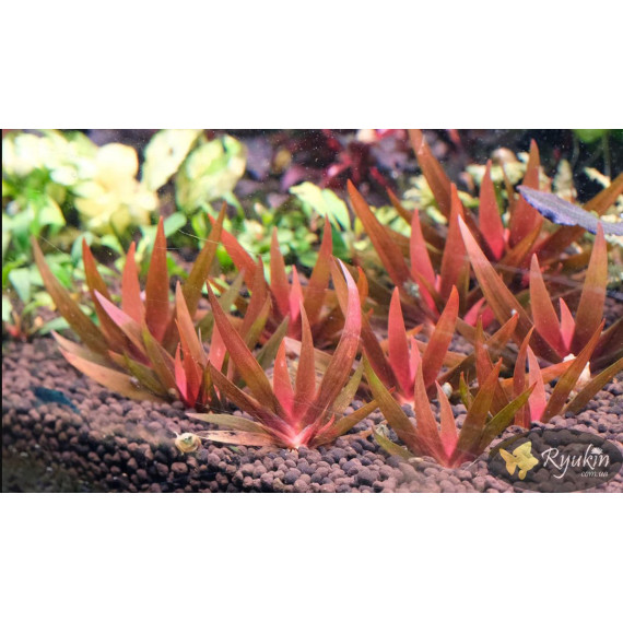 Xyris sp. Red
