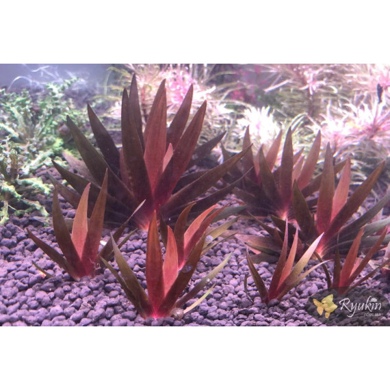 Xyris sp. Red