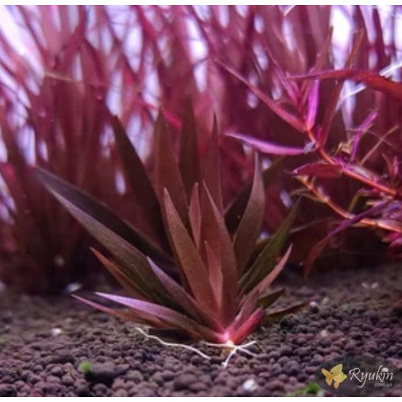 Xyris sp. Red