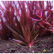 Xyris sp. Red