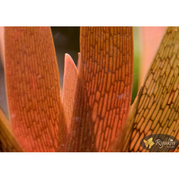Xyris sp. Red