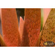 Xyris sp. Red