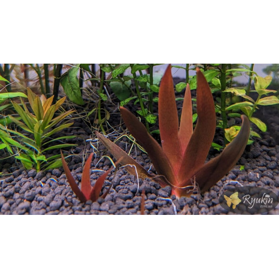 Xyris sp. Red