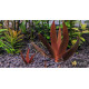 Xyris sp. Red