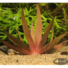 Xyris sp. Red