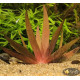 Xyris sp. Red