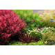 Xyris sp. Red