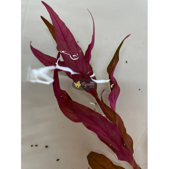 Альтернантера Рейнека (Alternanthera Reineckii)